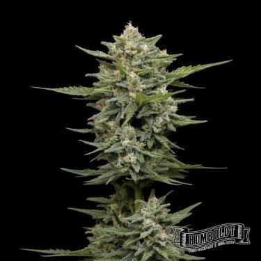 Visualizzazione Vanilla Latte Auto di Humboldt Seed - GB The Green Brand