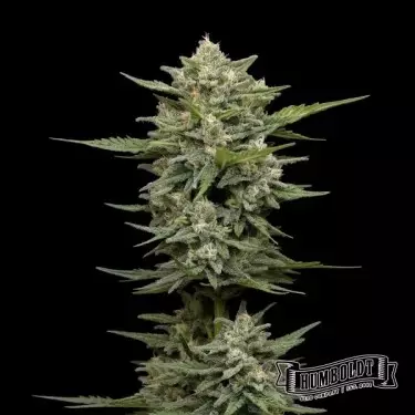 Vanilla Latte Auto de Humboldt Seed - GB The Green Brand