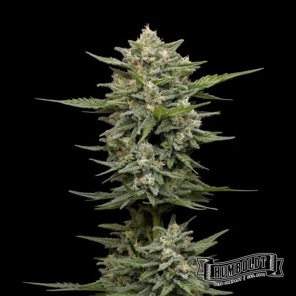 Visualizzazione Vanilla Latte Auto di Humboldt Seed - GB The Green Brand