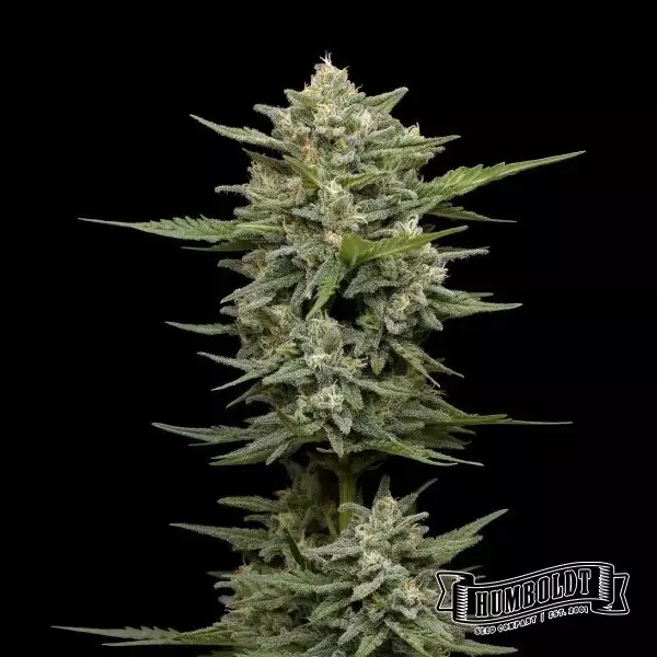 Vanilla Latte Auto de Humboldt Seed - GB The Green Brand