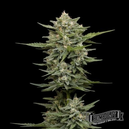 Vanilla Latte Auto di Humboldt Seed - GB The Green Brand