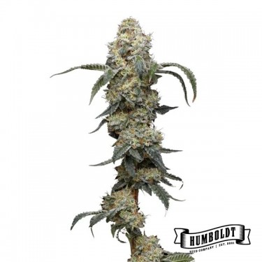 Visualizzazione Farmer's Daugther di Humboldt Seed - GB The Green Brand