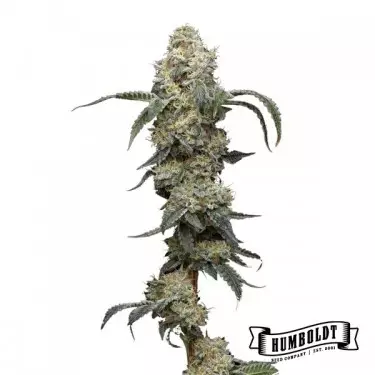 Farmer's Daugther di Humboldt Seed - GB The Green Brand