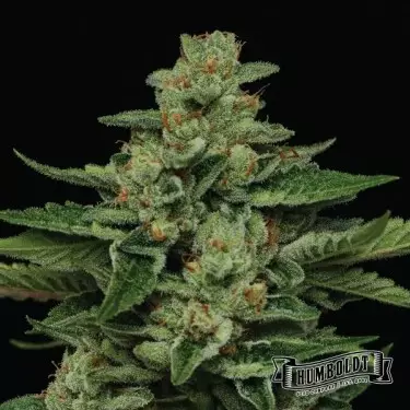 Fortune Cookie di Humboldt Seed - GB The Green Brand