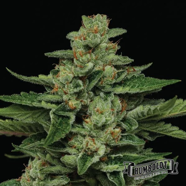 Visualizzazione Fortune Cookie di Humboldt Seed - GB The Green Brand