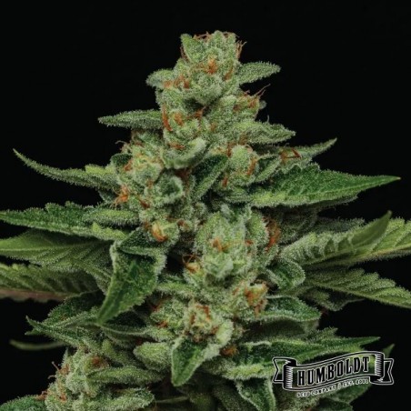 Fortune Cookie di Humboldt Seed - GB The Green Brand