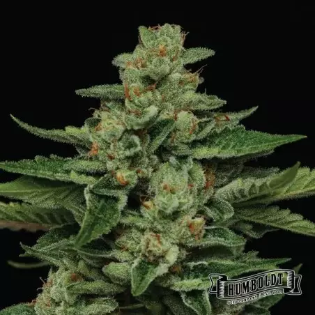 Fortune Cookie di Humboldt Seed - GB The Green Brand