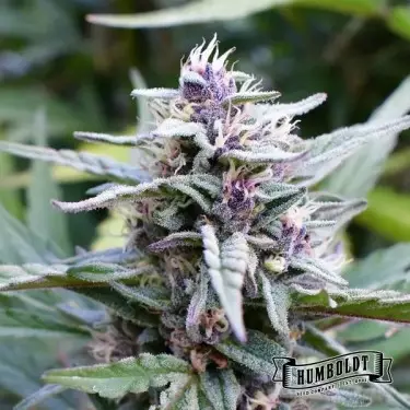 Hi-Biscus de Humboldt Seeds Company - GB The Green Brand