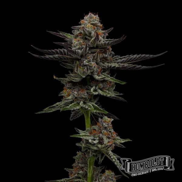 Visualizzazione Vanilla Créme Pie di Humboldt Seed - GB The Green Brand