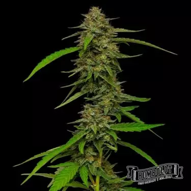 Strawberry Cheesecake de Humboldt - GB The Green Brand
