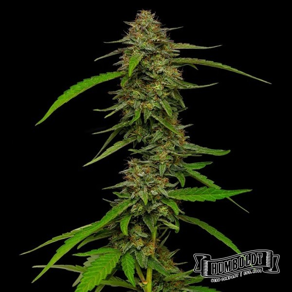 Visualizzazione Strawberry Cheesecake de Humboldt - GB The Green Brand