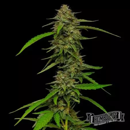 Strawberry Cheesecake de Humboldt - GB The Green Brand