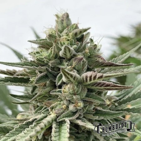 Humboldt Pound Cake di Humboldt Seed - GB The Green Brand