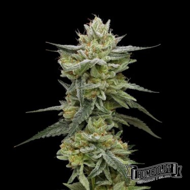Visualizzazione Hella Jelly de Humboldt Seed Company - GB The Green Brand