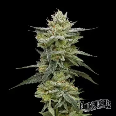Hella Jelly de Humboldt Seed Company - GB The Green Brand