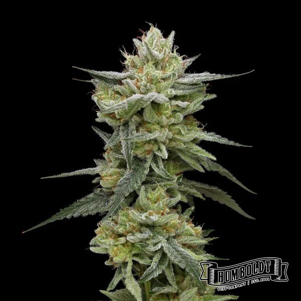 Hella Jelly de Humboldt Seed Company - GB The Green Brand