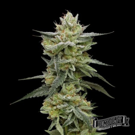 Hella Jelly de Humboldt Seed Company - GB The Green Brand