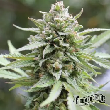 Lemongrass de Humboldt Seed Company - GB The Green Brand