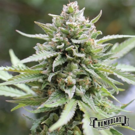 Lemongrass de Humboldt Seed Company - GB The Green Brand