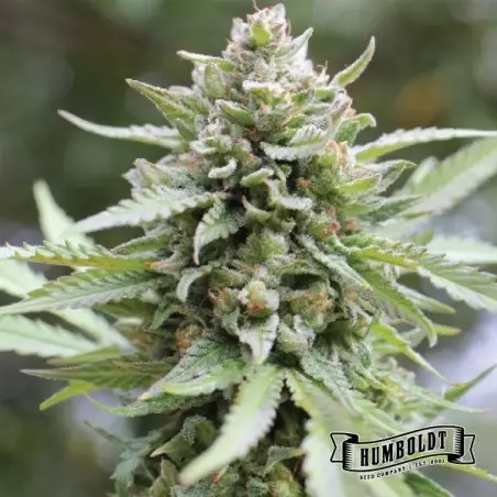 Lemongrass de Humboldt Seed Company - GB The Green Brand