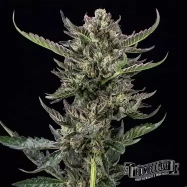 Notorious THC de Humboldt Seed - GB The Green Brand