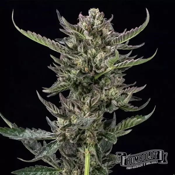 Visualizzazione Notorious THC de Humboldt Seed - GB The Green Brand