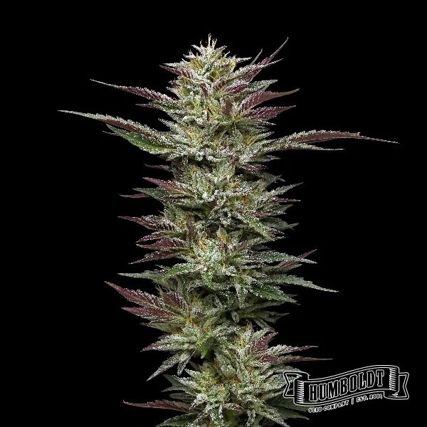 Visualizzazione Nutter Budder di Humboldt Seed - GB The Green Brand