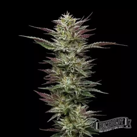 Nutter Budder di Humboldt Seed - GB The Green Brand