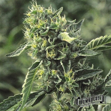 OG Kush di Humboldt Seed Company - GB The Green Brand