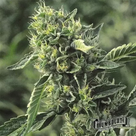 OG Kush di Humboldt Seed Company - GB The Green Brand