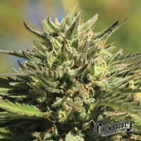 OG Kush Auto di Humboldt Seed - GB The Green Brand