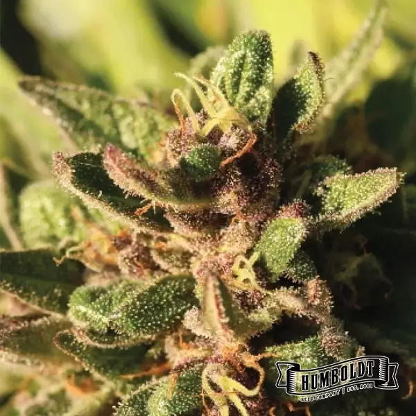 Visualizzazione Pineapple Muffin