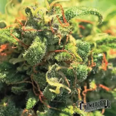 Semillas Pineapple Upside Down Cake - GB The Green Brand