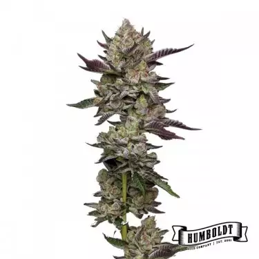 Poddy Mouth de Humboldt Seed - GB The Green Brand