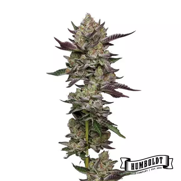 Visualizzazione Poddy Mouth de Humboldt Seed - GB The Green Brand