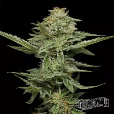 Pistachio de Humboldt Seed Company - GB The Green Brand