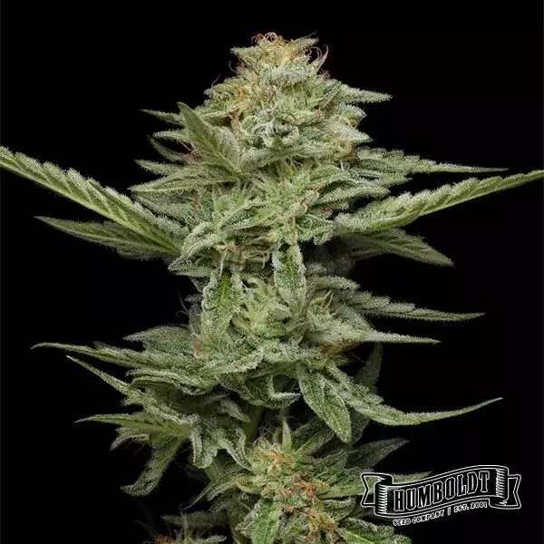 Pistachio de Humboldt Seed Company - GB The Green Brand