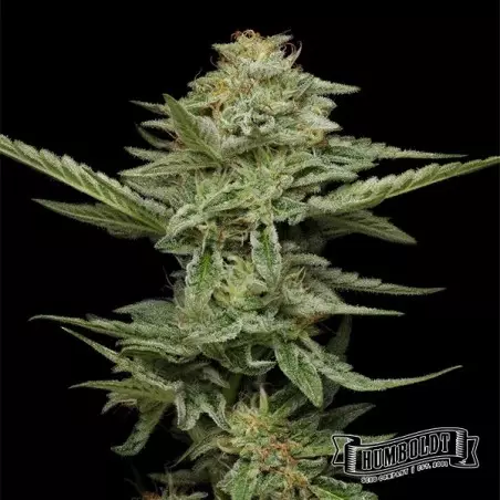 Pistachio de Humboldt Seed Company - GB The Green Brand