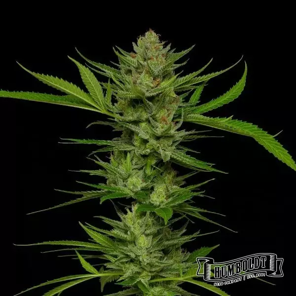 Visualizzazione Slightly Stoopid Fruits de Humboldt Seed - GB The Green Brand