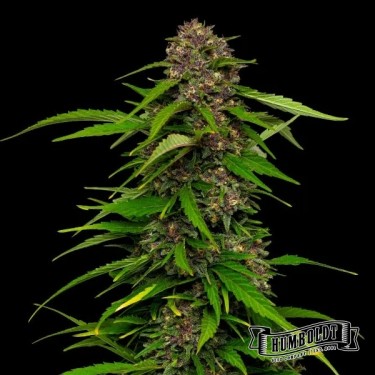 Visualizzazione Squirt di Humboldt Seed Company - GB The Green Brand
