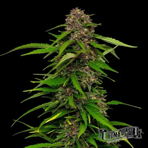 Visualizzazione Squirt di Humboldt Seed Company - GB The Green Brand