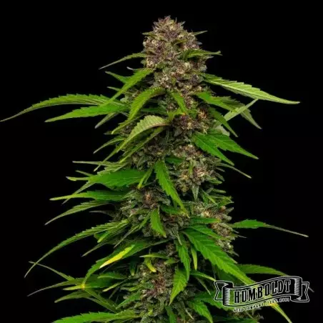 Squirt di Humboldt Seed Company - GB The Green Brand