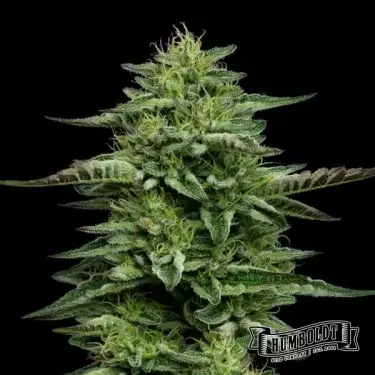 The Bling de Humboldt Seed Company - GB The Green Brand