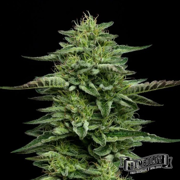 Visualizzazione The Bling di Humboldt Seed Company - GB The Green Brand
