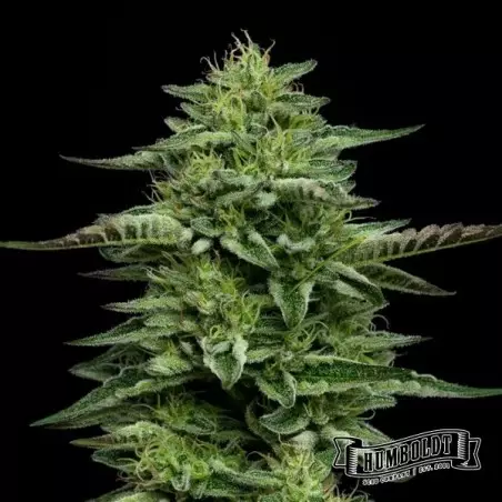 The Bling di Humboldt Seed Company - GB The Green Brand