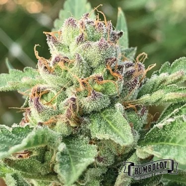 Visualizzazione Apple Blossom de Humboldt Seed - GB The Green Brand