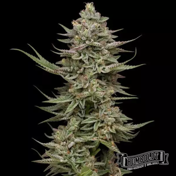 Visualizzazione Family Jewels de Humboldt Seed - GB The Green Brand