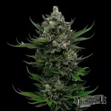 All Gas OG de Humboldt Seed Company - GB The Green Brand