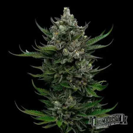 All Gas OG de Humboldt Seed Company - GB The Green Brand