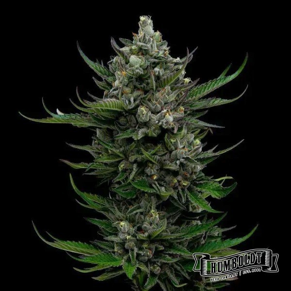 Visualizzazione All Gas OG Auto di Humboldt Seed - GB The Green Brand